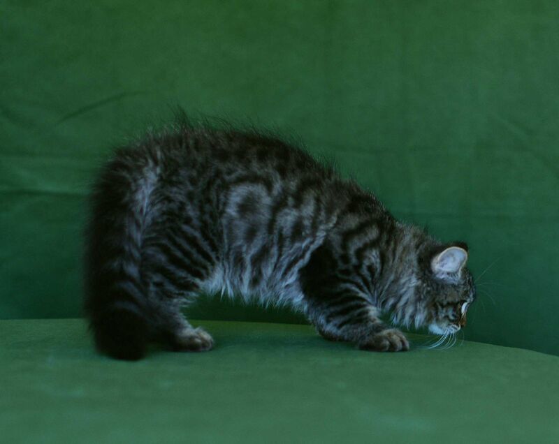 Olimpia Siberian female, black spotted tabby