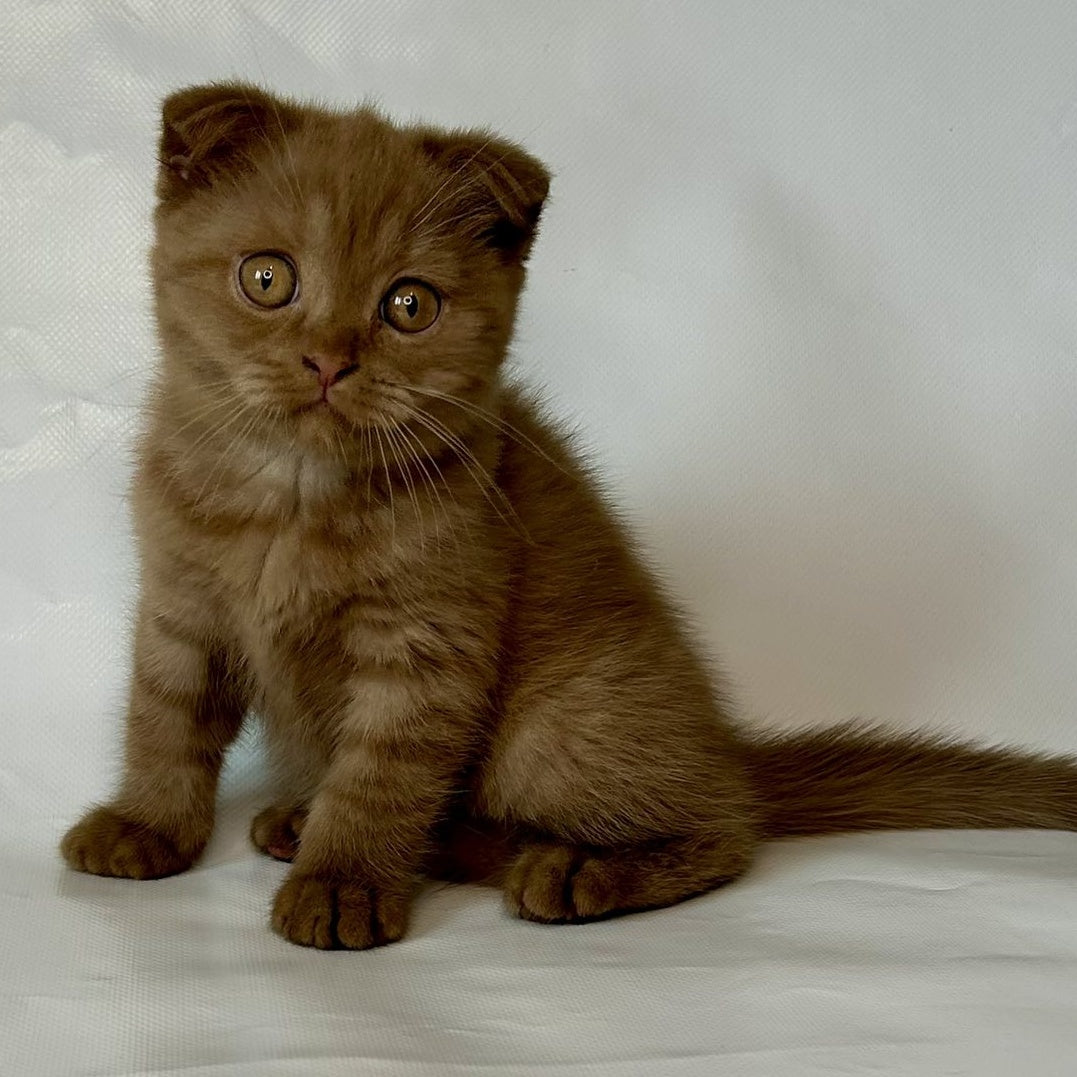 Lim Scottish Fold male, cinnamon
