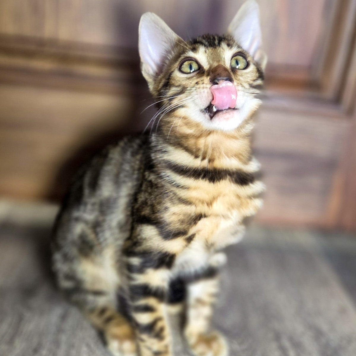 Madison Bengal male, black spotted tabby