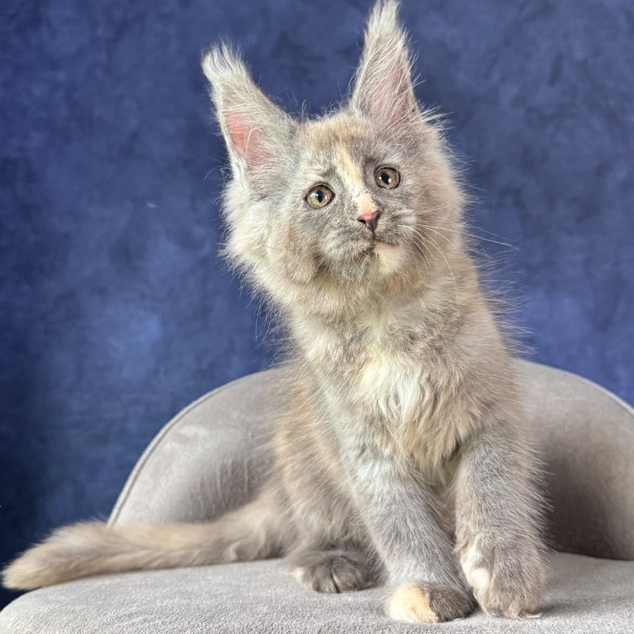 Siri Maine Coon female, blue tortie silver