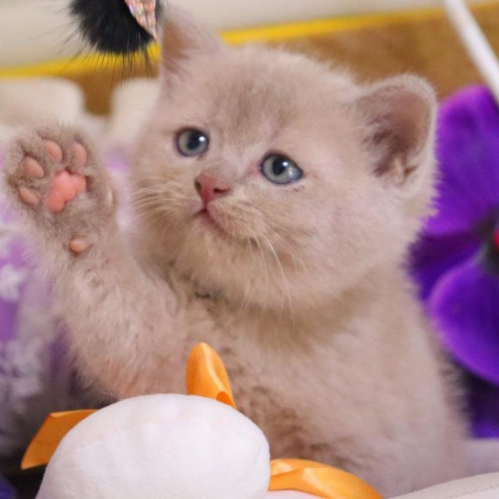 Cake British Shorthair male, fawn