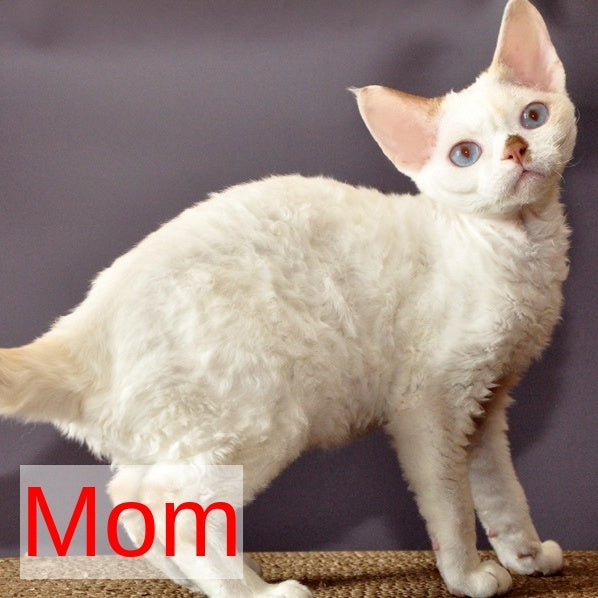 Armaf Devon Rex male, red pointed