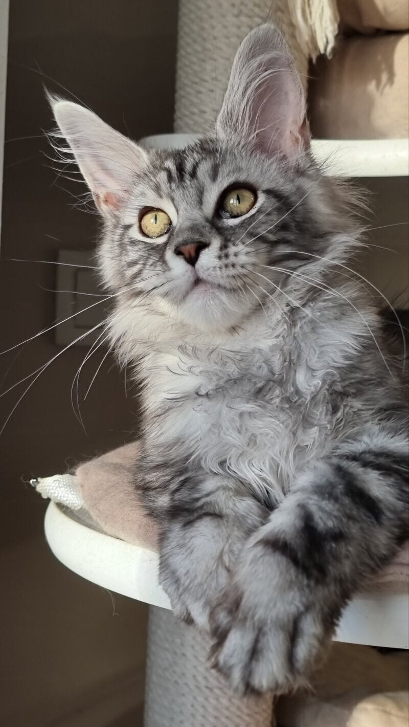 Clinta Maine Coon female black silver tabby - live animals
