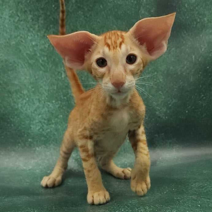 Zаnder Oriental Shorthair male, red spotted tabby