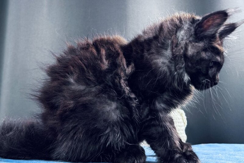 Ulan Mistwolf Maine Coon male, black silver with white