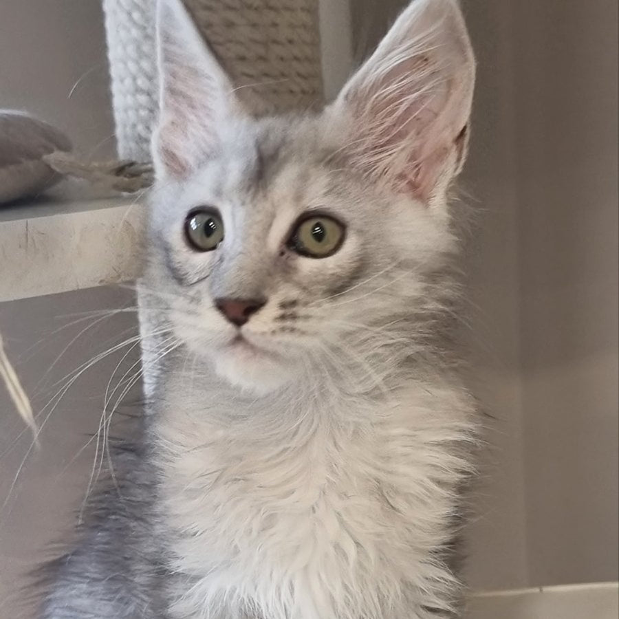 Eveta Maine Coon female, black silver tabby