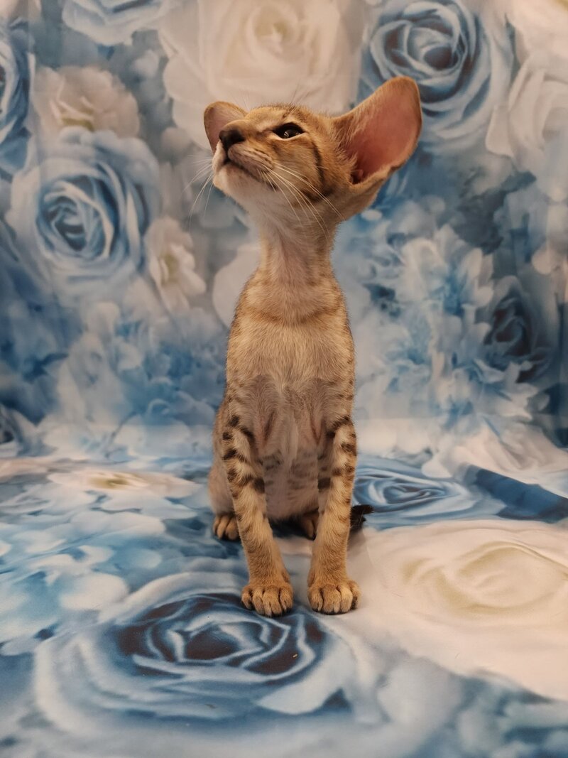 Pollyanna Oriental Shorthair female black tortie spotted tabby - live animals