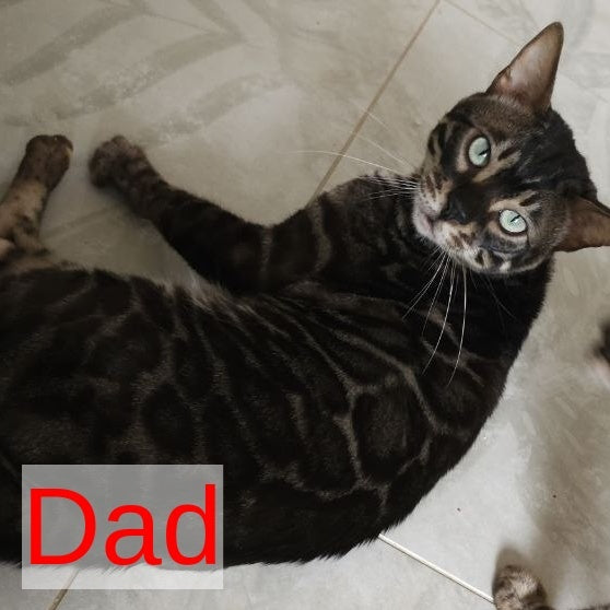 Max Bengal male, seal tabby