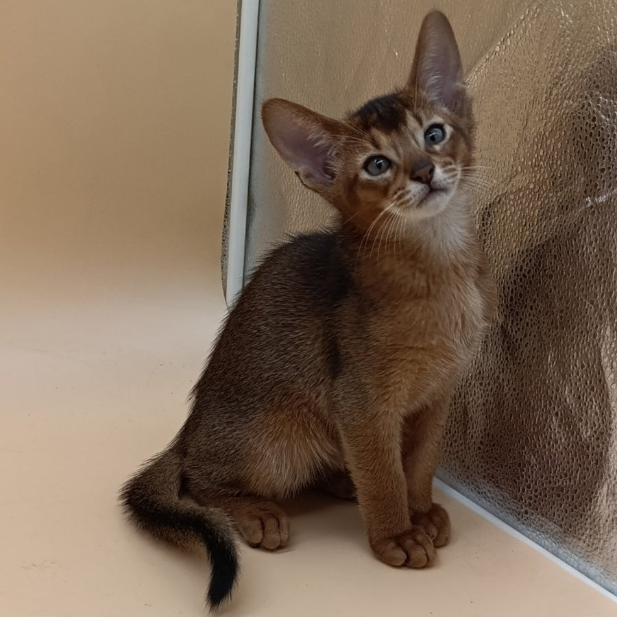 Morgan Abyssinian male, black