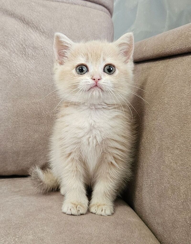 Olivia Scottish Straight female, lilac golden shaded
