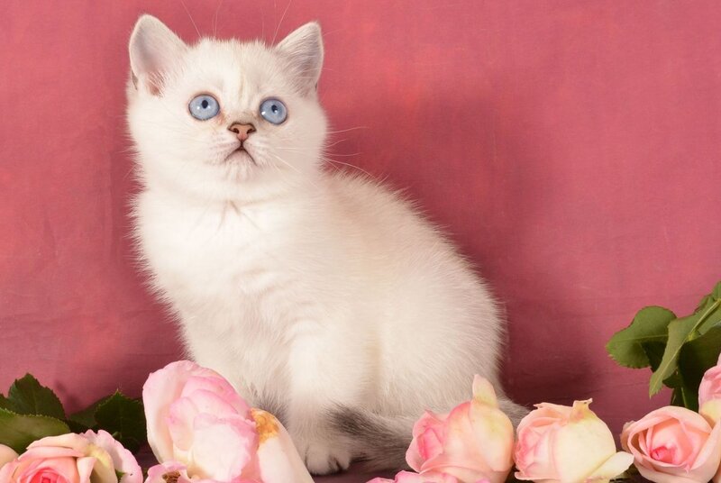 Olesya Scottish Straight female, black silver shaded pointed