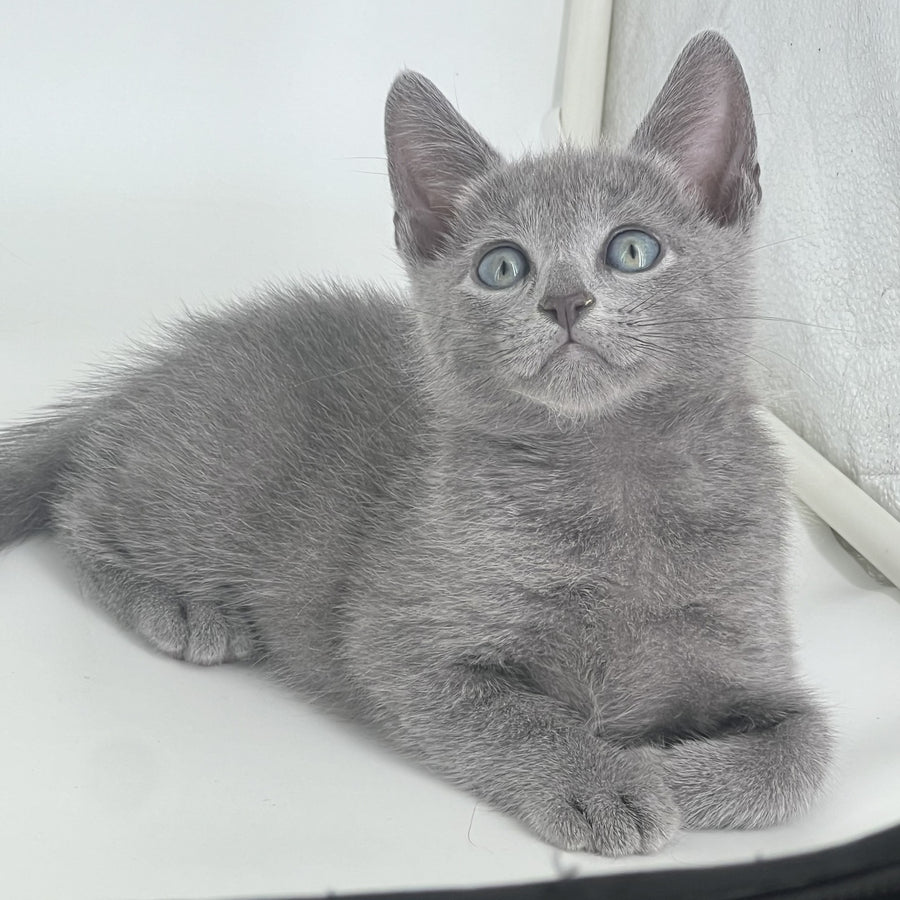 Aron Russian Blue male, blue