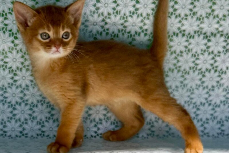 Baks Abyssinian male sorrel - live animals