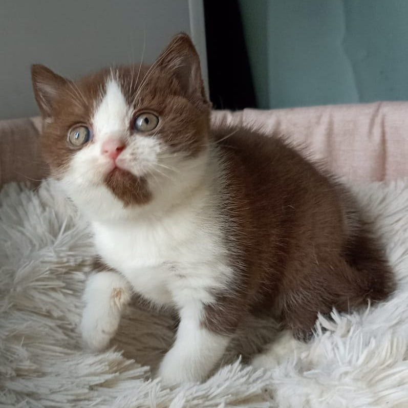 Irvin British Shorthair male, chocolate bicolour