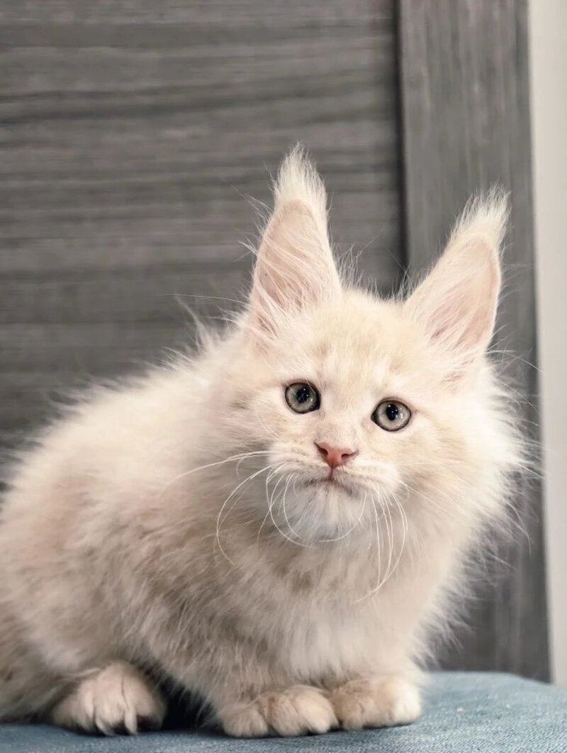 Denni Maine Coon male, cream