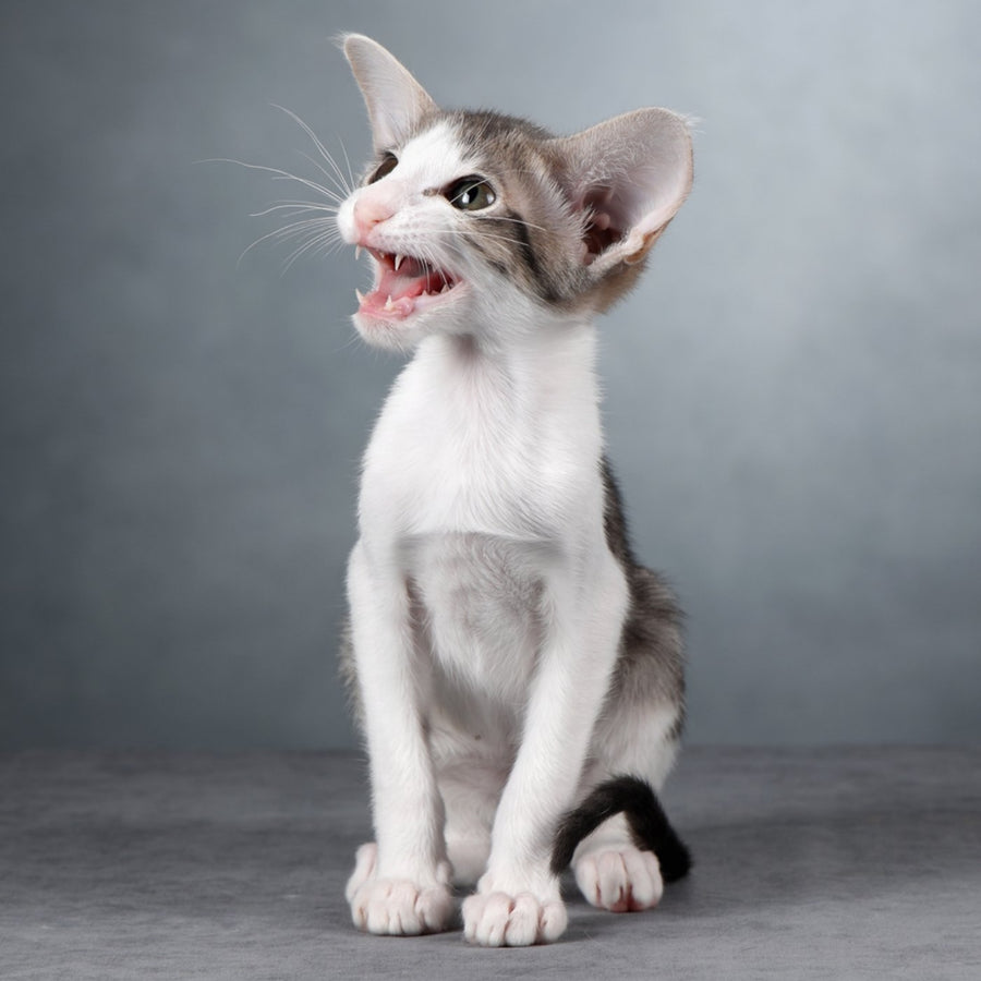 Stella Oriental Shorthair female, blue bicolour spotted tabby
