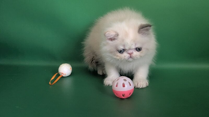 Nelli Persian female, blue tortie pointed bicolour