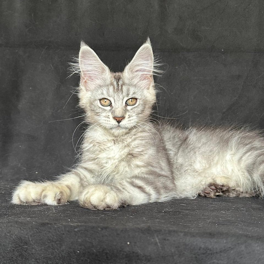 Jalila Maine Coon polydactyl 6x6x6x6 female, black silver tabby