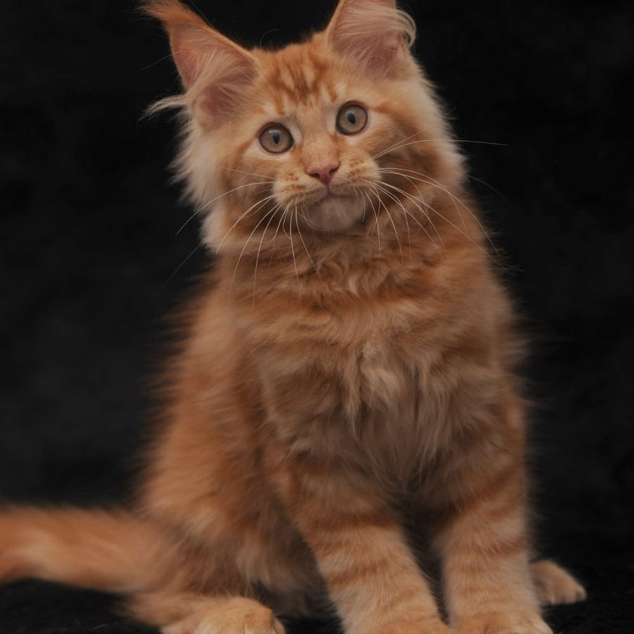 Rakel Maine Coon female, red