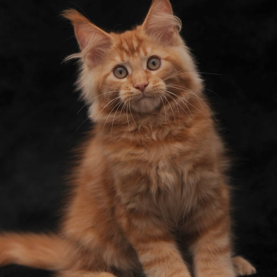 Rеу Maine Coon male, red