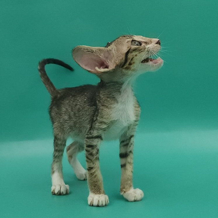 Valery Oriental Shorthair female, black tortie bicolour spotted tabby
