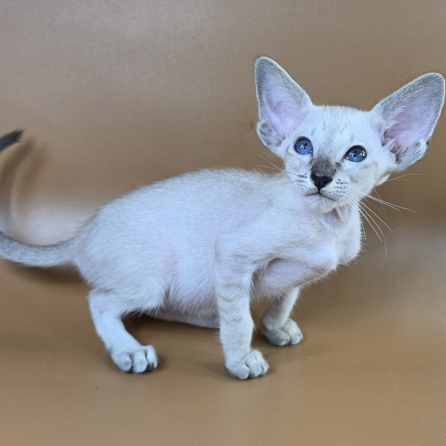 Yasmin Siamese female, black spotted tabby