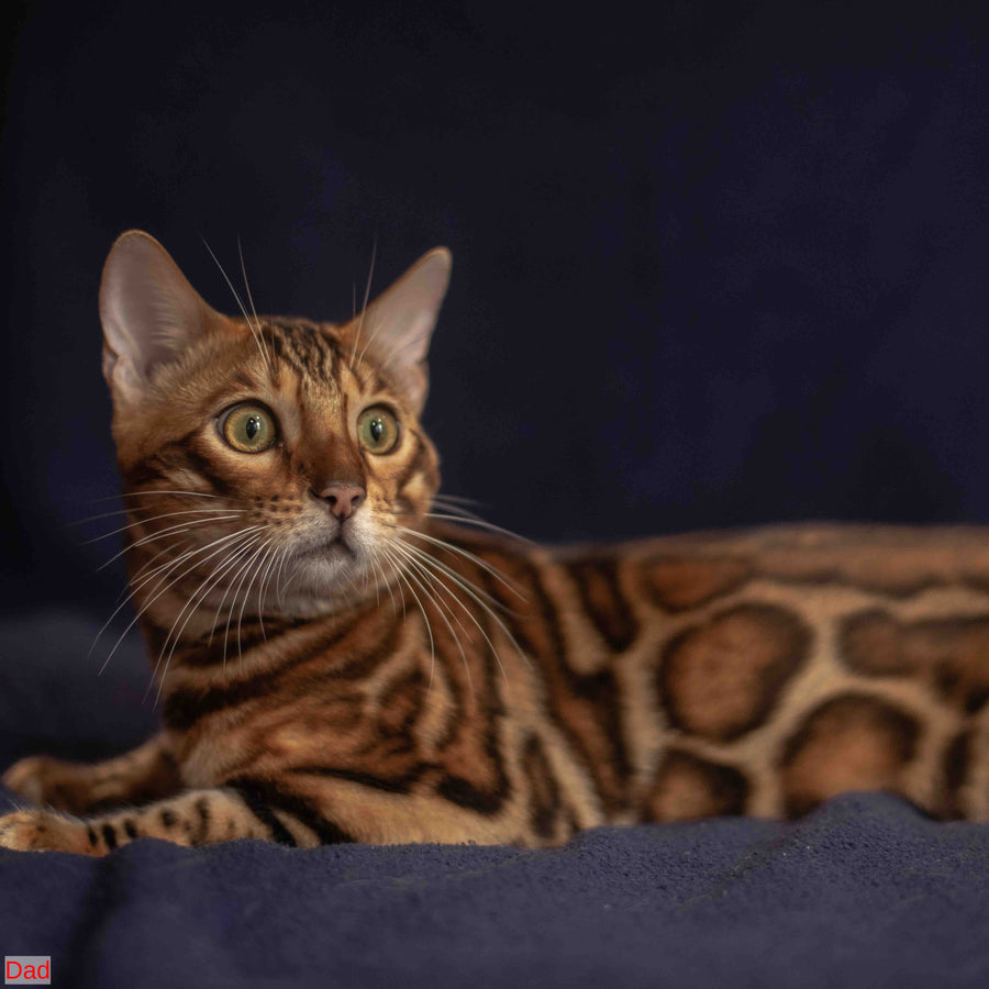 Newton Bengal male, black spotted tabby