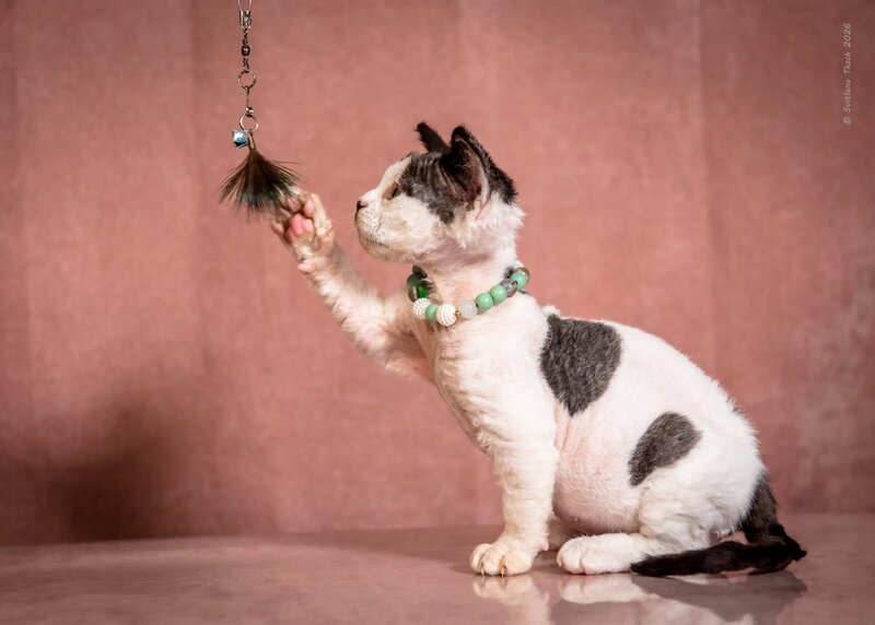 Luntik Devon Rex male, black harlequin