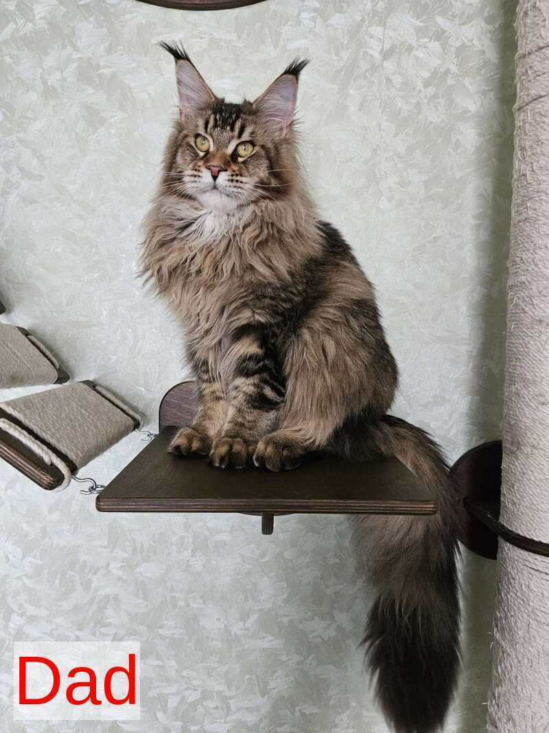 Pomona Maine Coon female, black silver ticked tabby