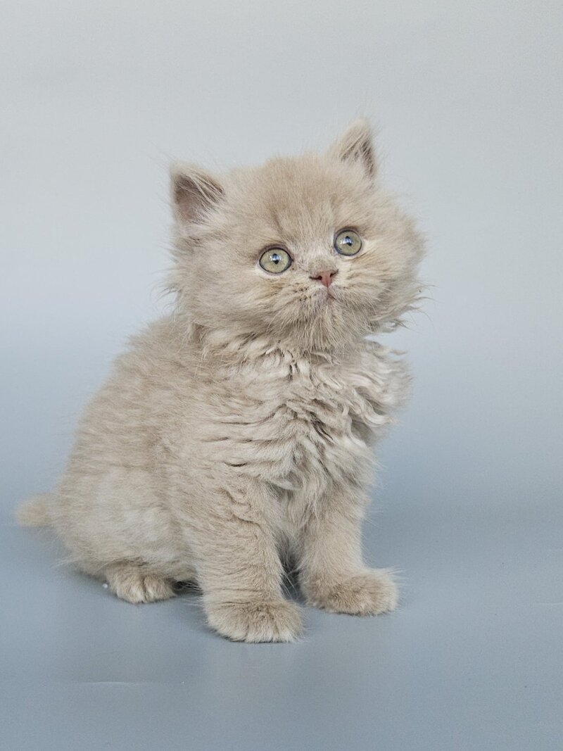 Angel British Longhair male, fawn
