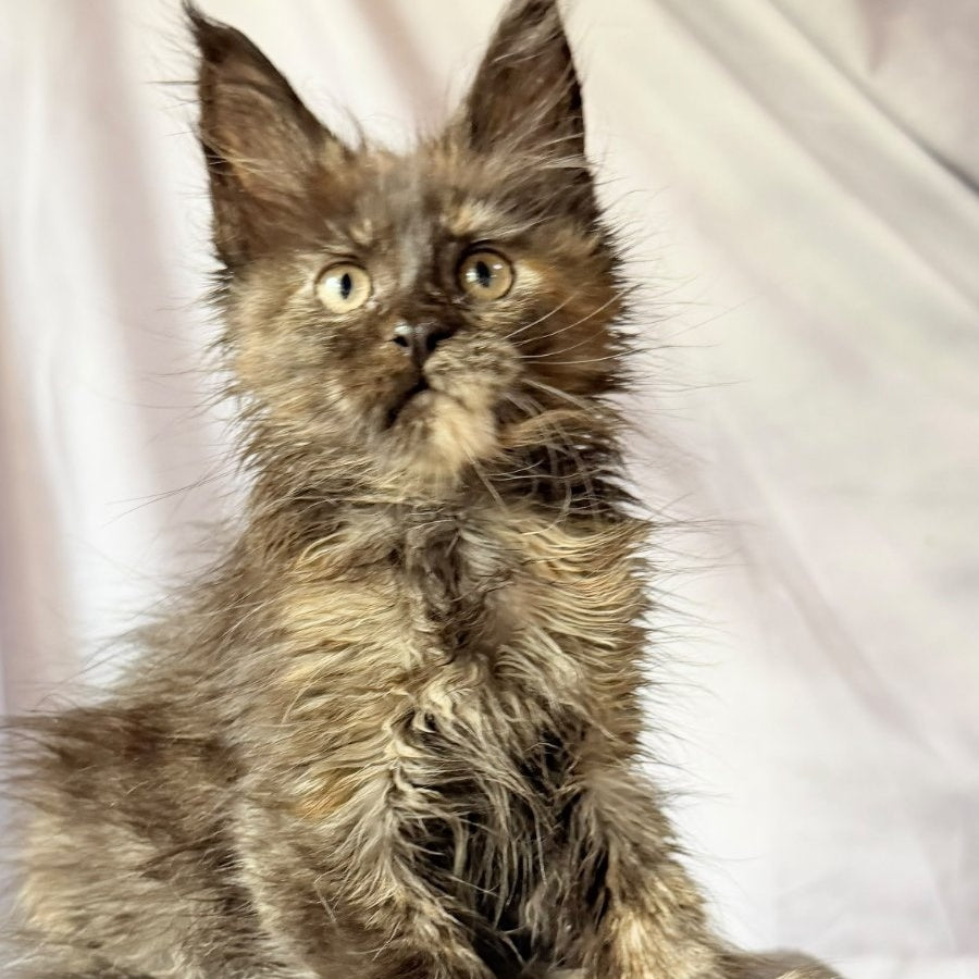 Naima Maine Coon polydactyl 6x6x6x6 female, black tortie