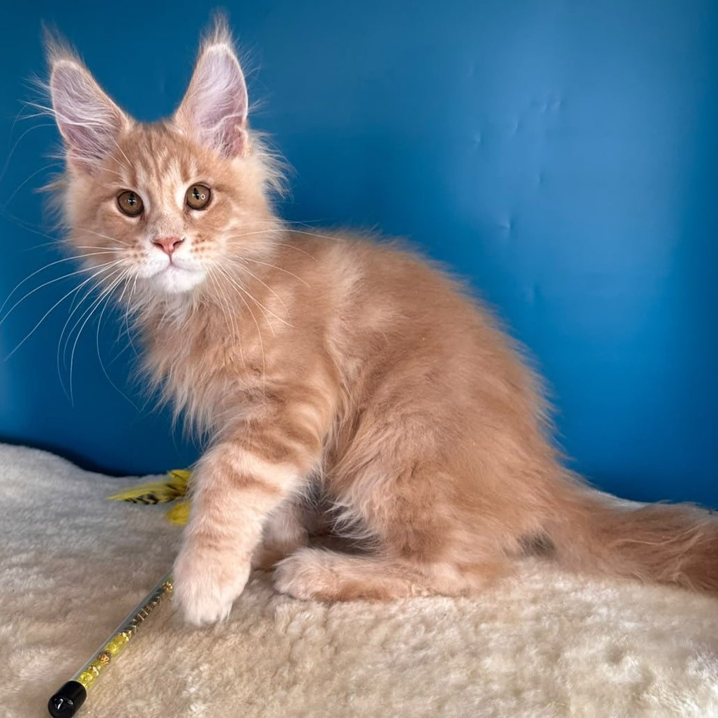 Rafinad Maine Coon male, cream tabby