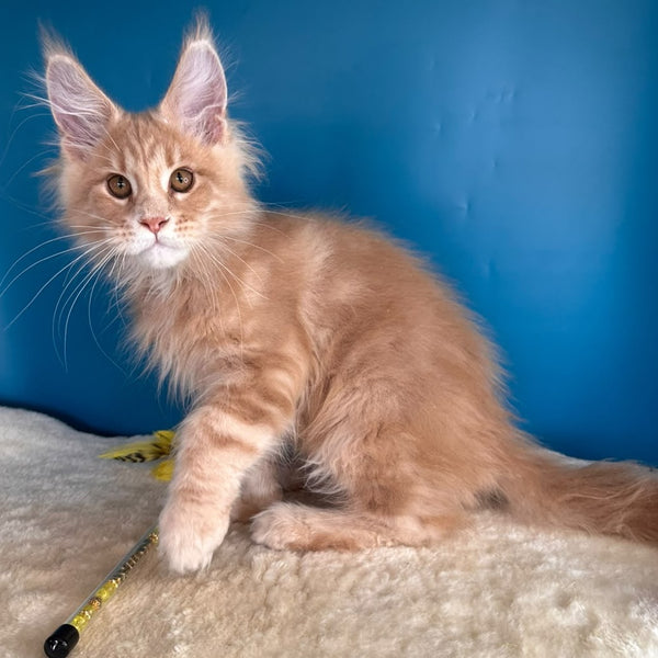 Rafinad Maine Coon male, cream tabby