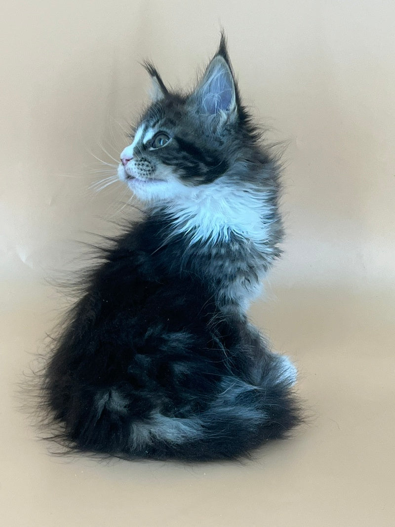 Bershka Maine Coon female, black tortie tabby bicolour