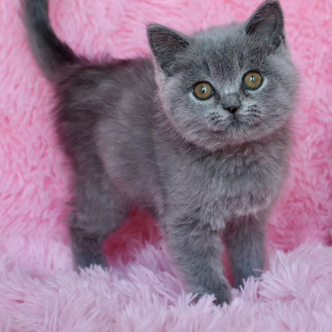 Xara British Shorthair female, blue