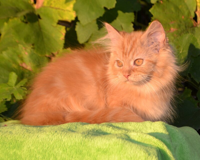 Labubu Maine Coon female, red tabby bicolour