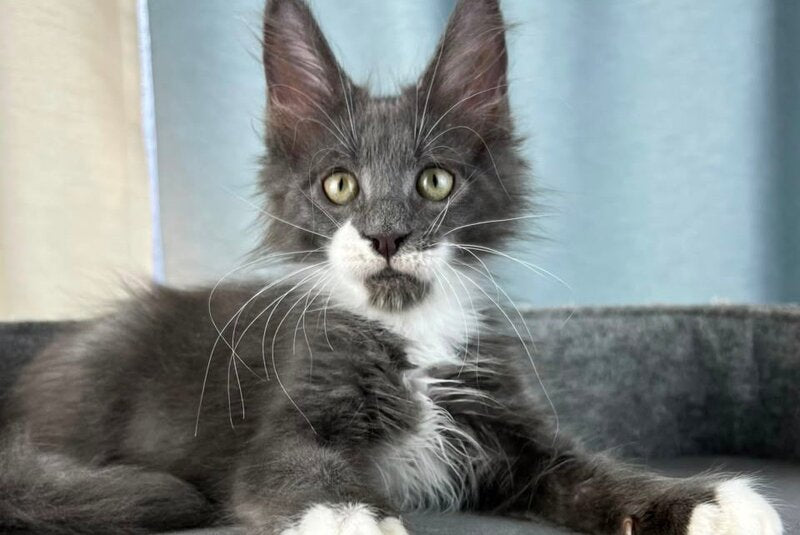 Nautilus Maine Coon male, blue with white