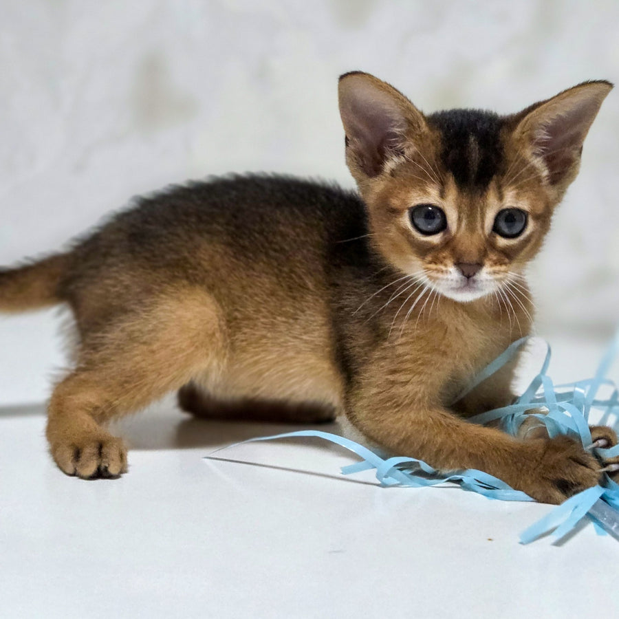 Lora Abyssinian female, black