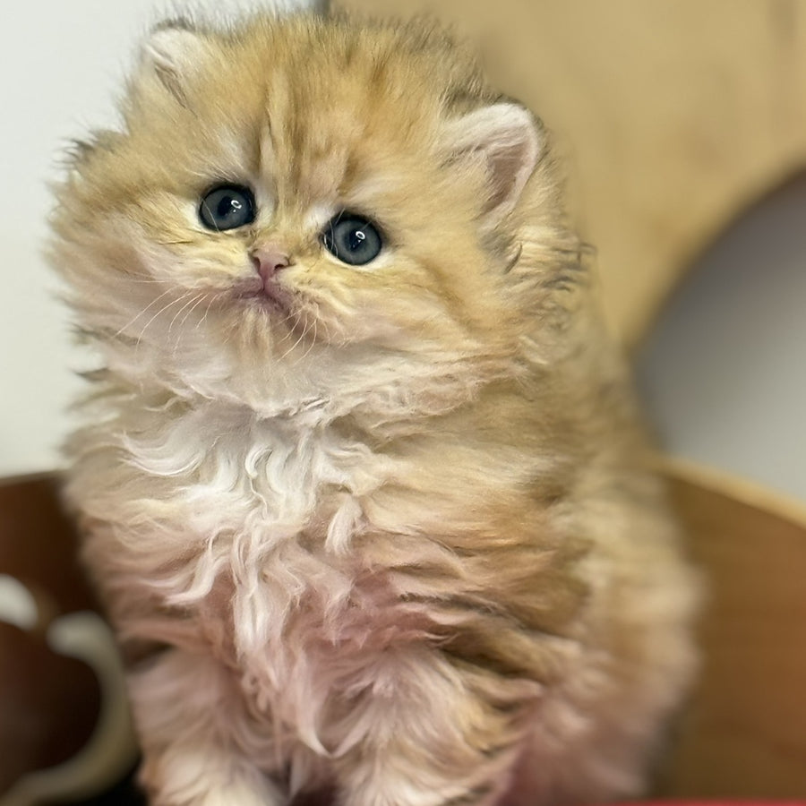 Nori British Longhair female, black golden tabby