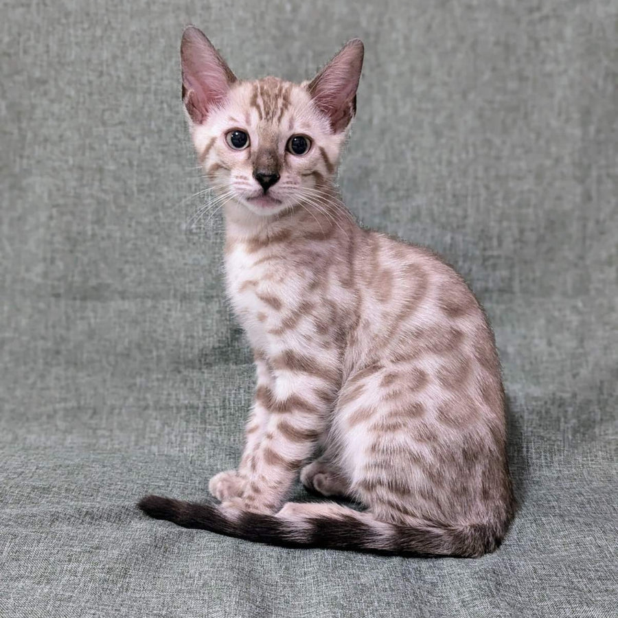 Ava Bengal female, black silver spotted tabby pointed