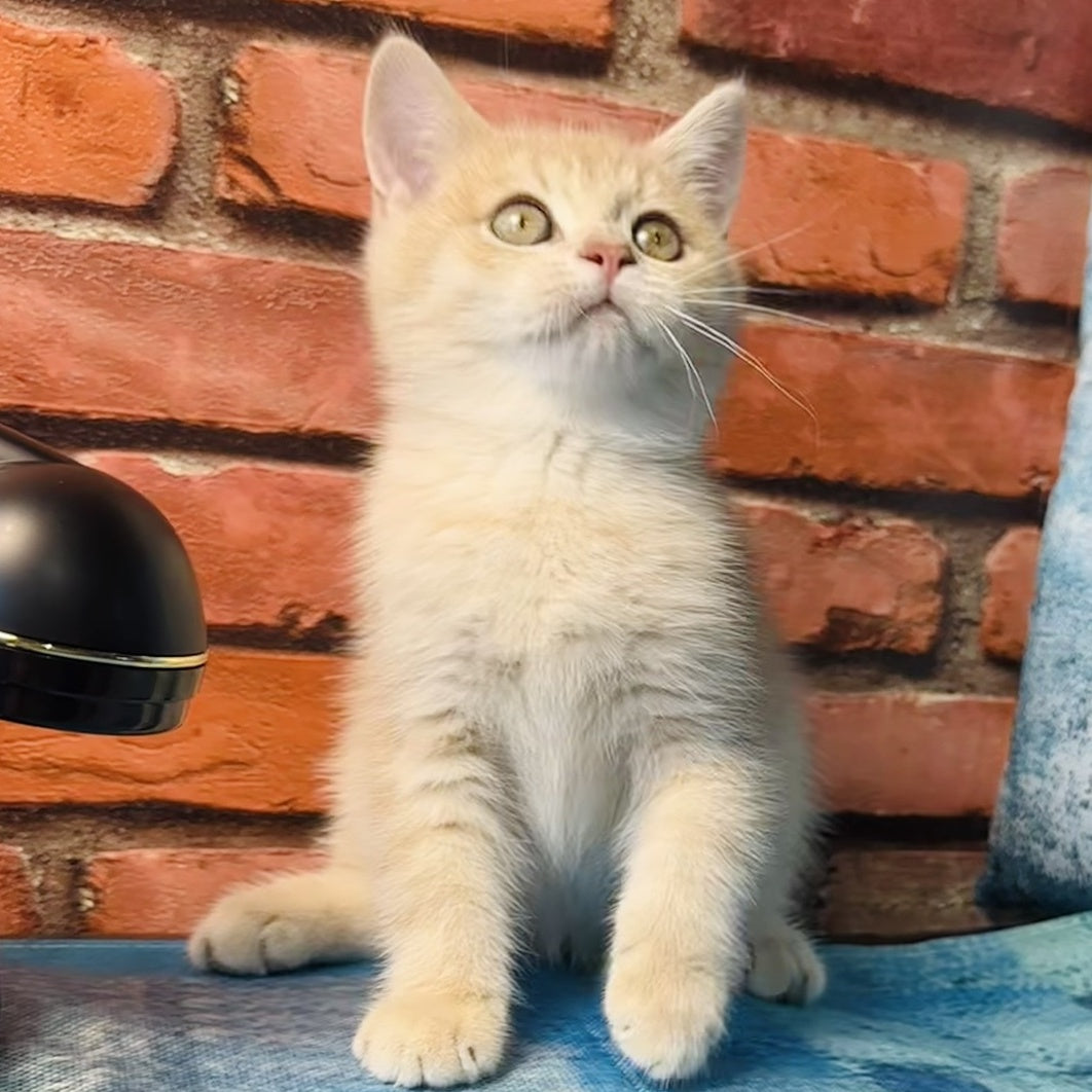 Jin British Shorthair male, blue golden spotted tabby