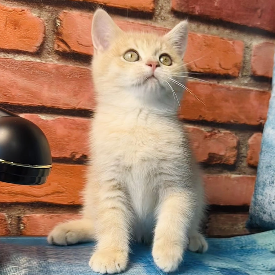 Jin British Shorthair male, blue golden spotted tabby