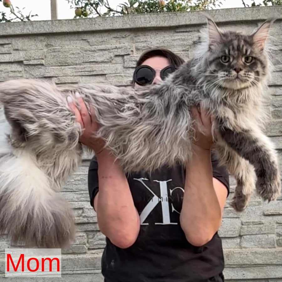 Lans Maine Coon male, black silver tabby
