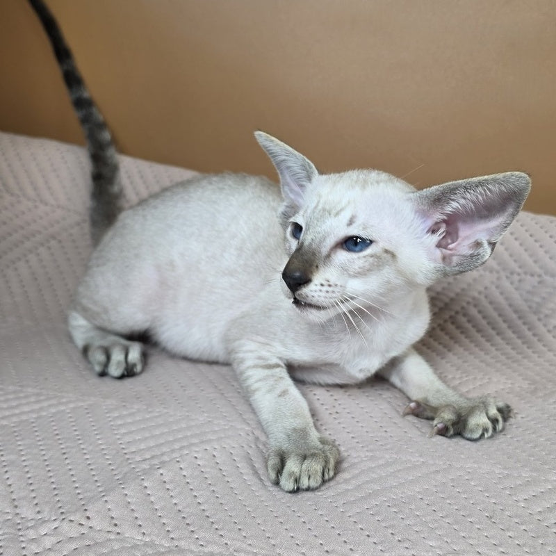 Yarina Siamese female, black spotted tabby