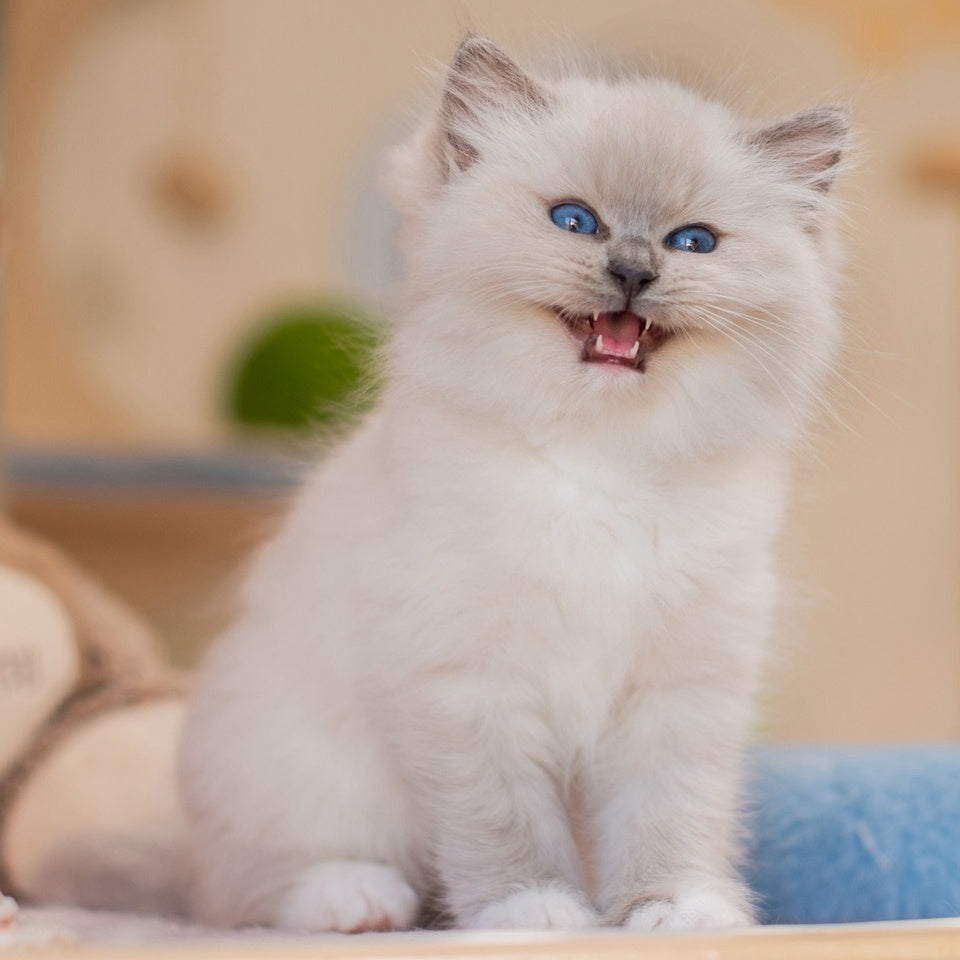 Yeshi Ragdoll male, blue mitted