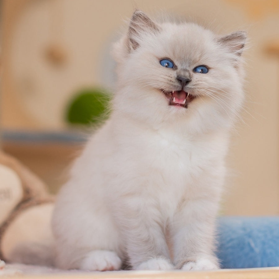 Yeshi Ragdoll male, blue mitted
