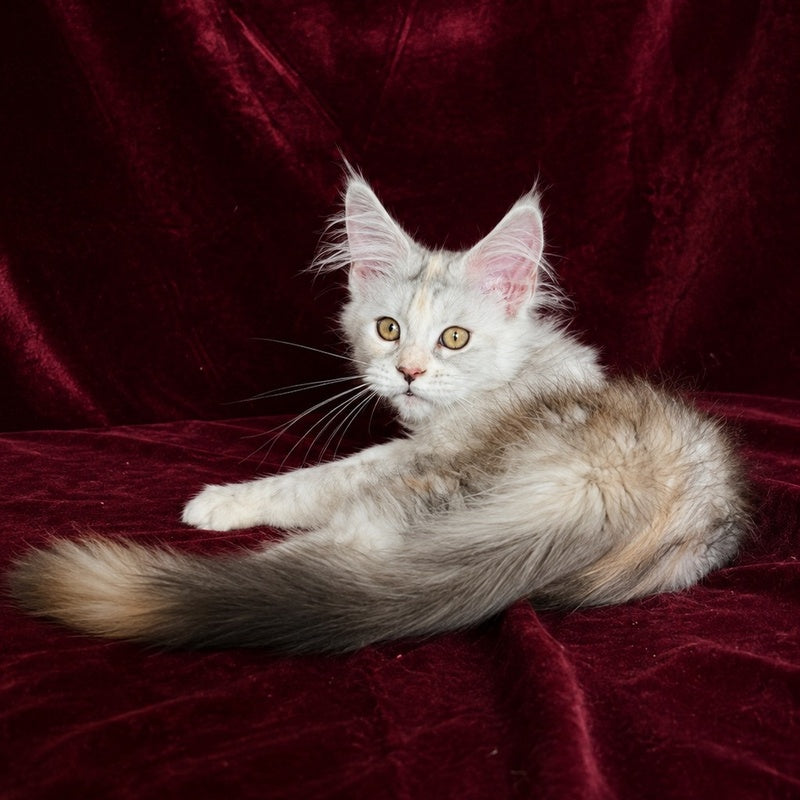Ise Lilly Maine Coon female, black tortie silver ticked tabby
