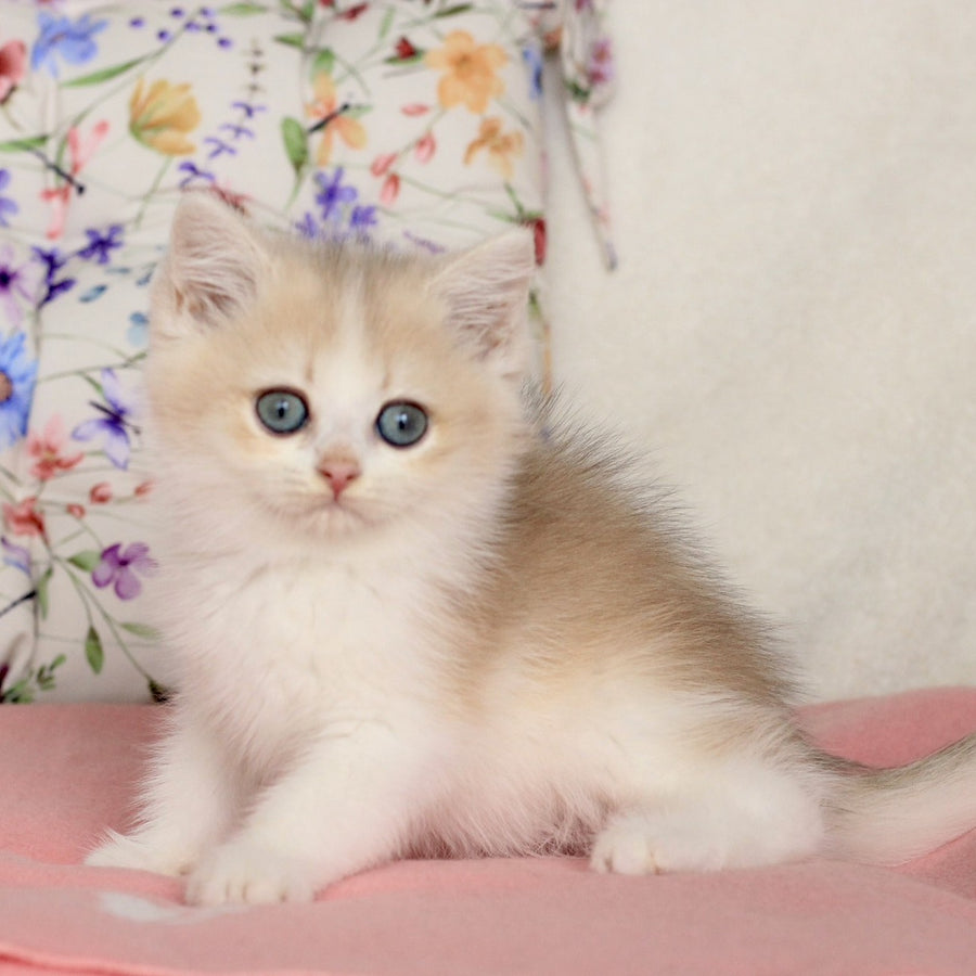 Watson British Shorthair male, blue golden chinchilla bicolour