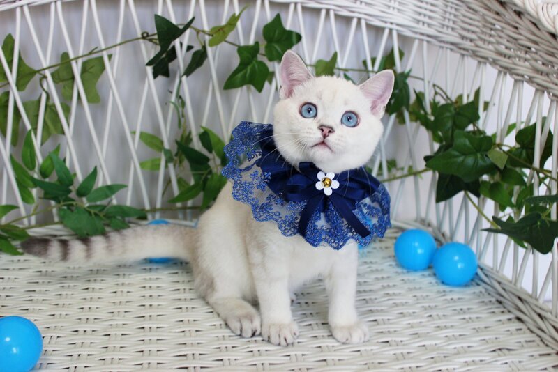 Bon-Bon Scottish Straight male, blue silver shaded pointed