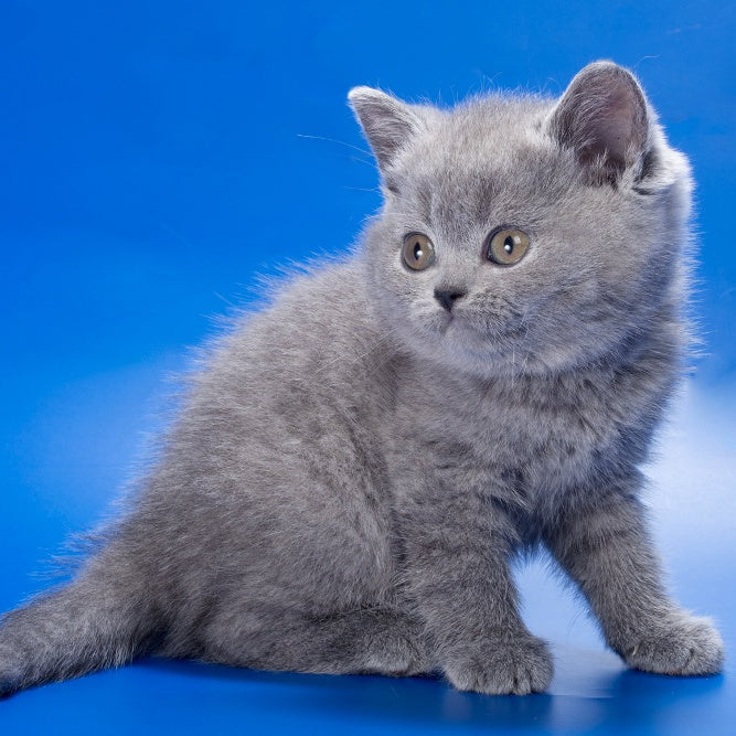 Rose British Shorthair female, blue
